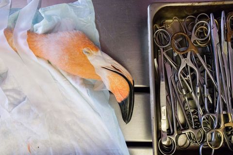 In Odettes dierenartspraktijk wordt een pas geredde flamingo geopereerd aan zijn rechtervleugel