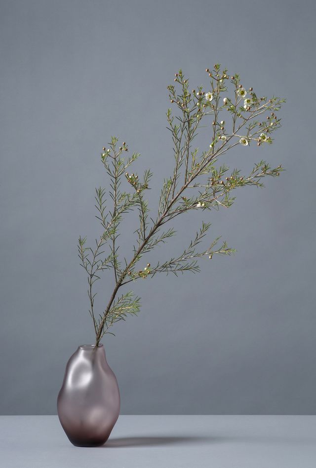 Vase, Ikebana, Still life photography, Twig, Branch, Tree, Plant, Still life, Flowerpot, Flower, 