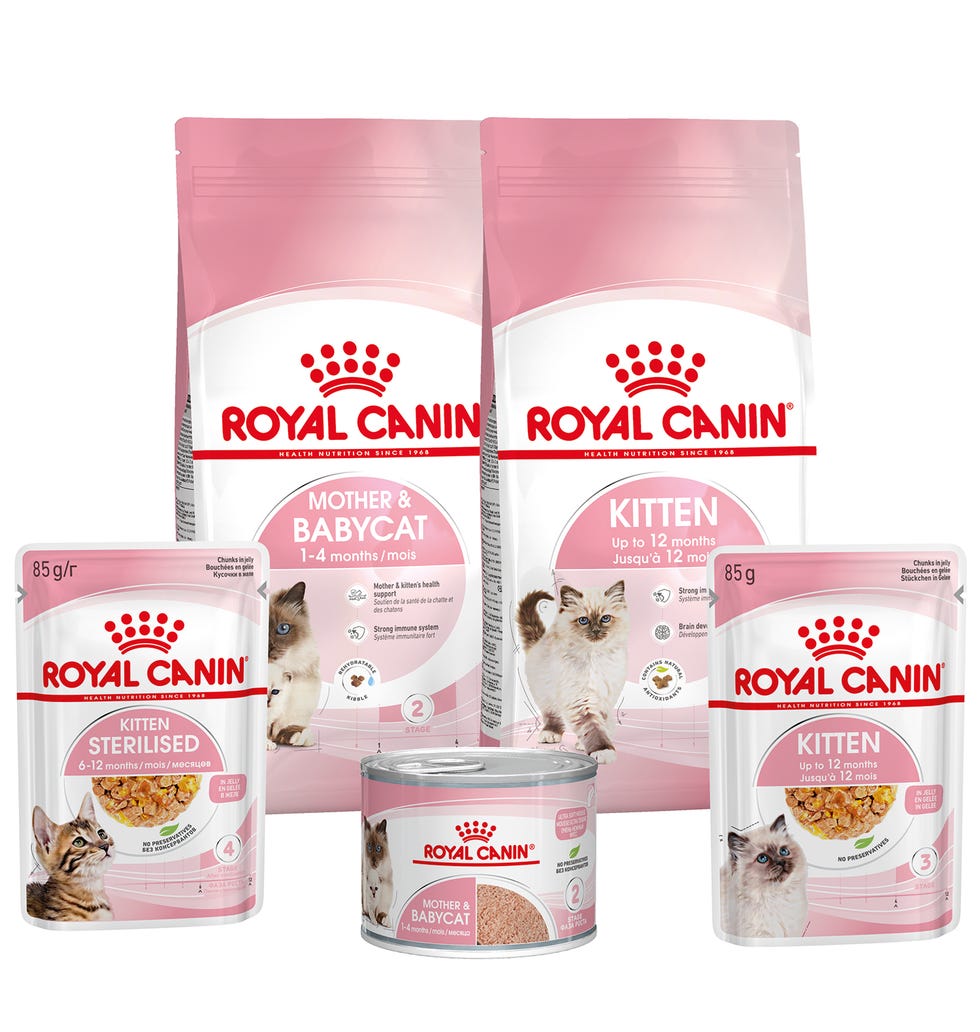 comida para gatos de royal canin