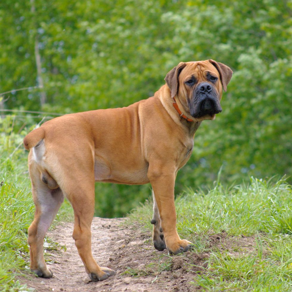 a dog standing on a dirt path