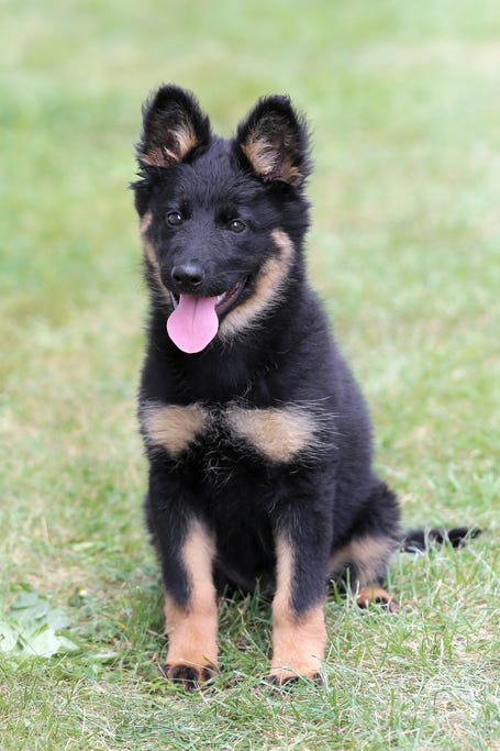 medium sized dog breeds bohemian shepherd