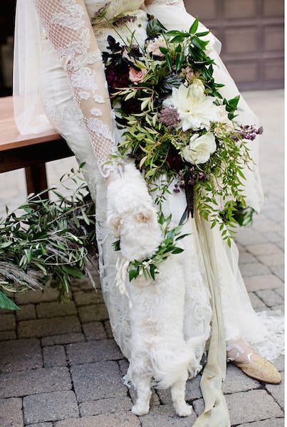 White, Tree, Plant, Flower, Spring, Arch, Shrub, Canoe birch, Branch, Ceremony, 