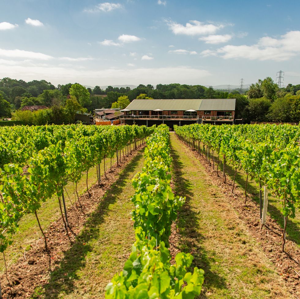 bolney wine estate