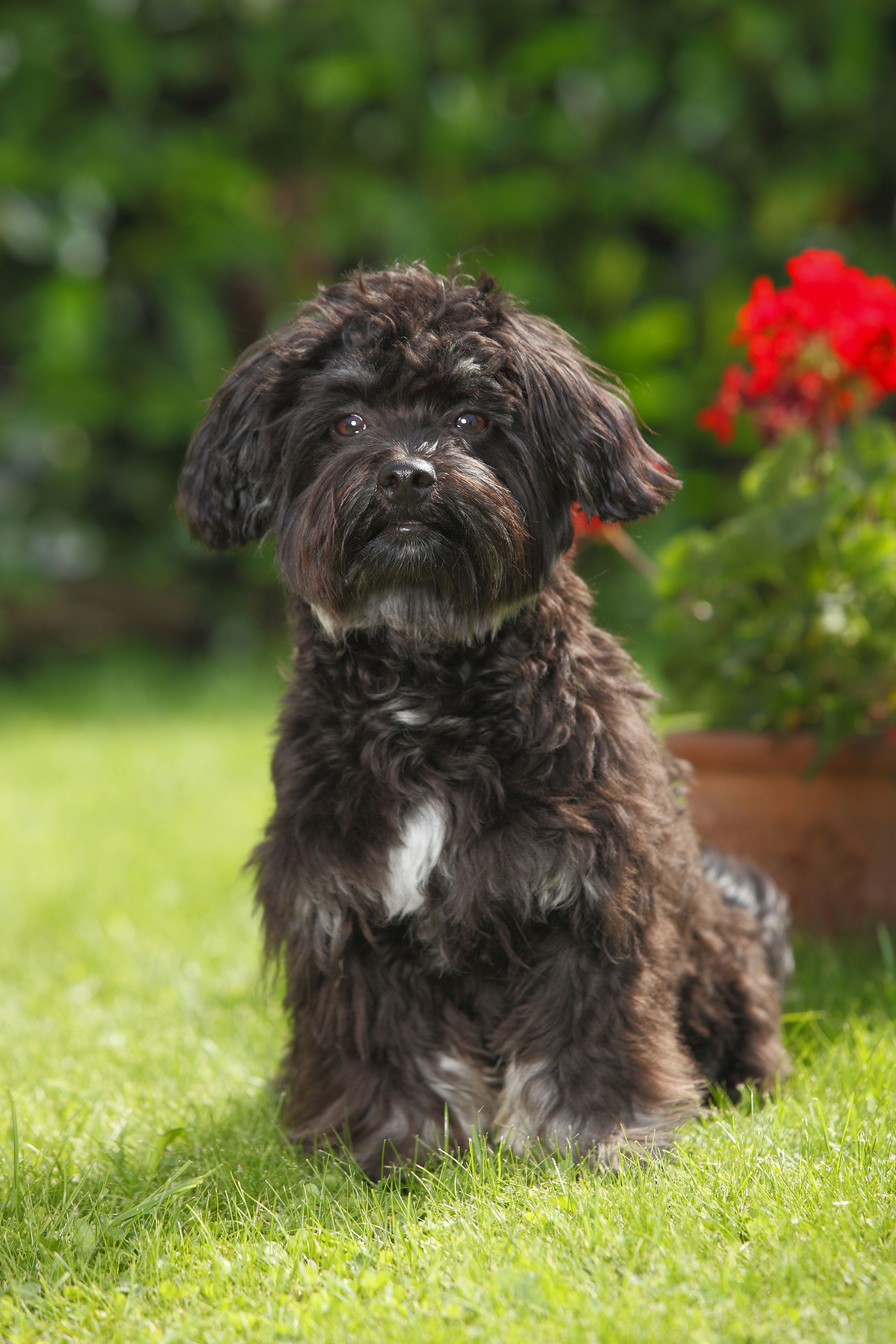 Black toy cheap dog breeds