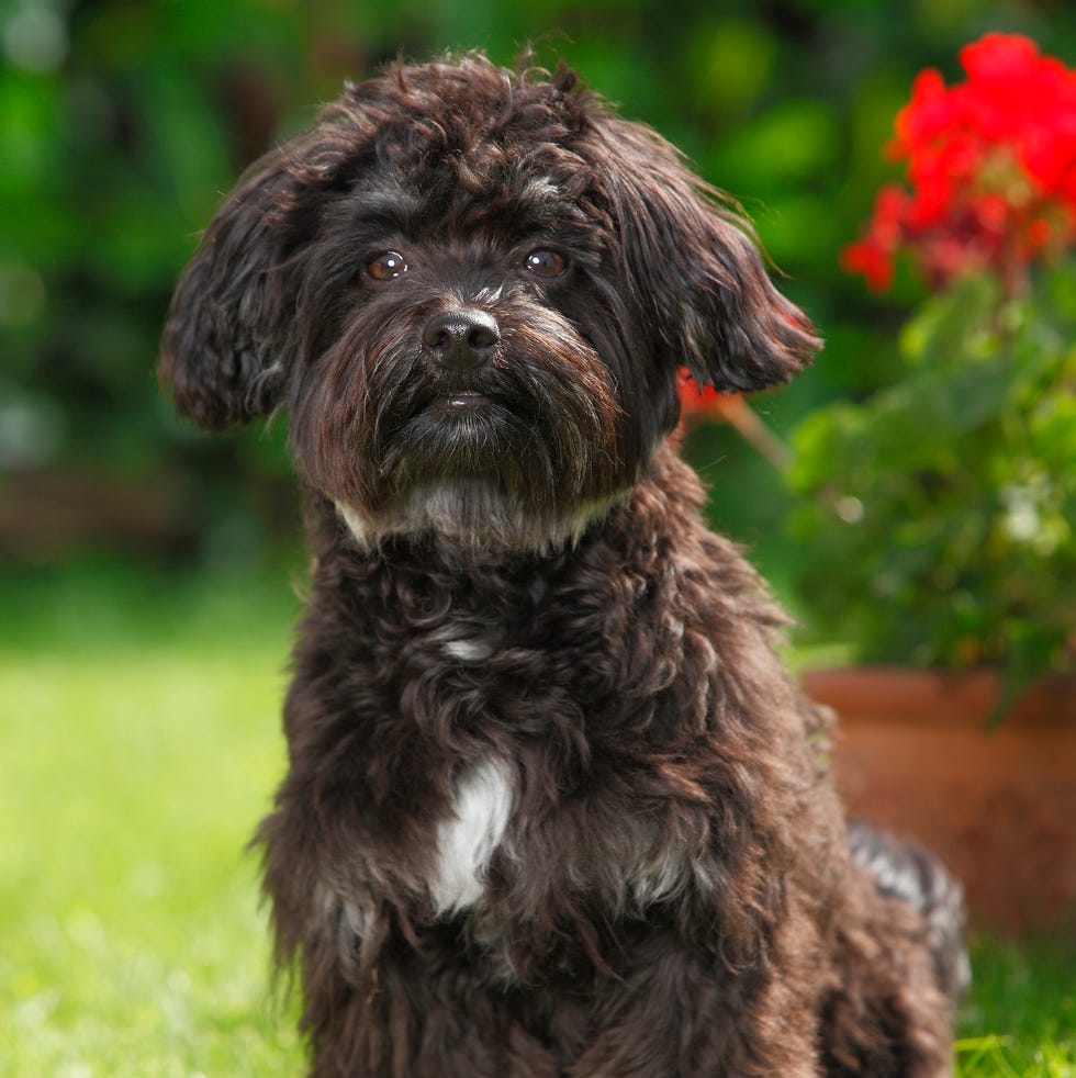 a dark brown russian tsvetnaya bolonka sitting on the grass