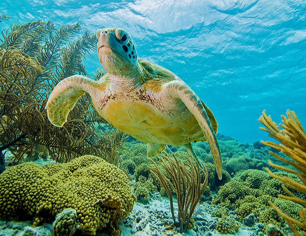 Sea turtle, Underwater, Hawksbill sea turtle, Green sea turtle, Marine biology, Turtle, Stony coral, Coral reef, Kemp's ridley sea turtle, Reef, 