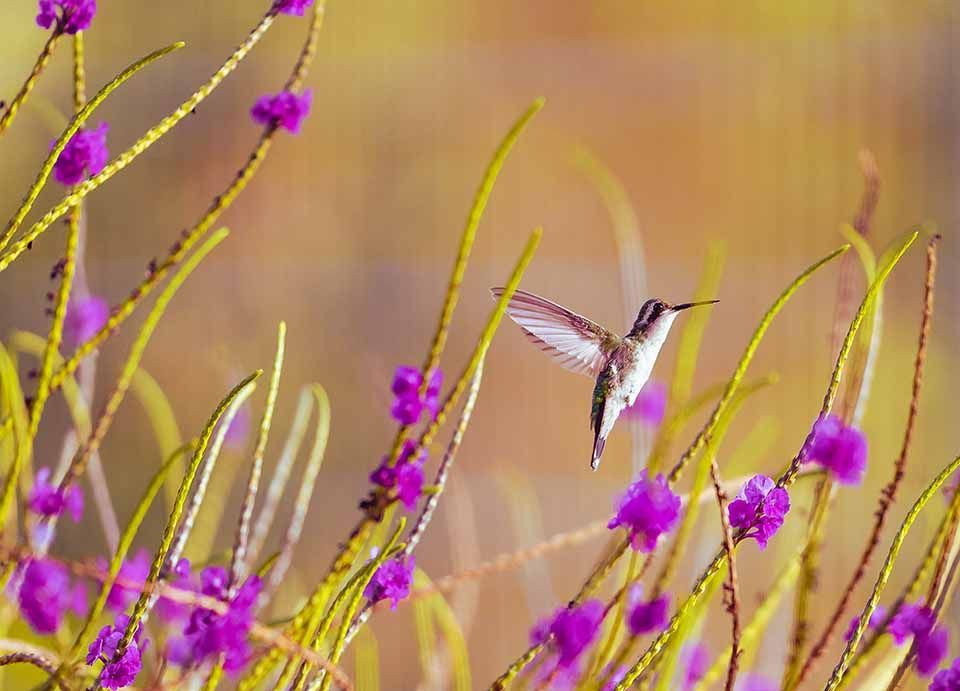 Kolibrie in Washington Slagbaai Nationaal Park