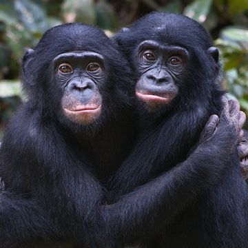 bonobo chimpansee herkennen vrienden