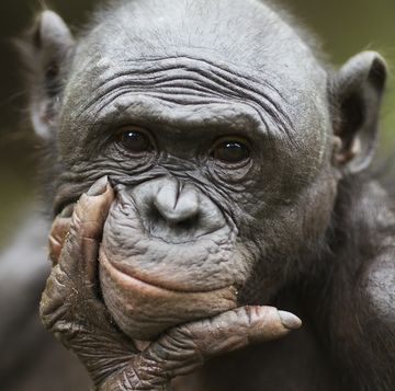 portret van bonobo mannetje in congo
