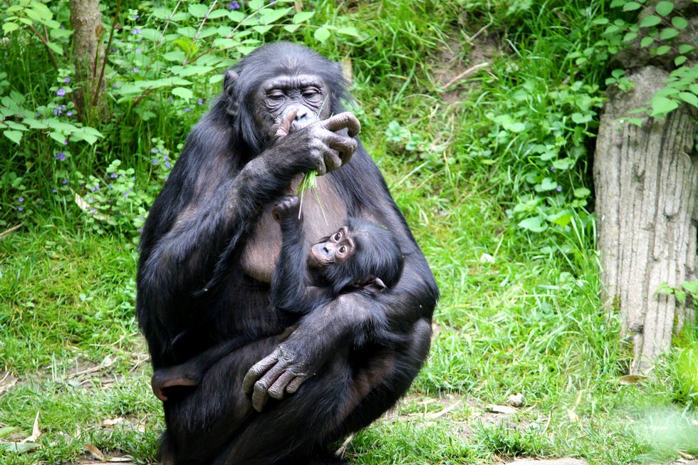 Bonobo Snack Time