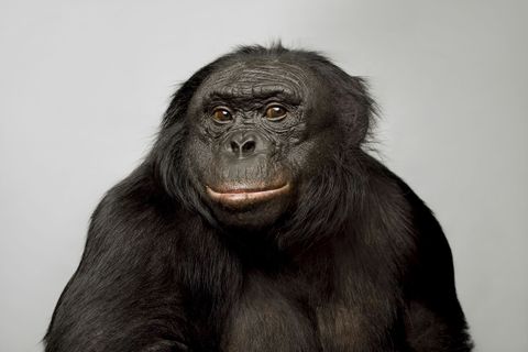 Kanzi een 39 jaar oude bonobo werd beroemd om zijn taalvaardigheid Hij kan communiceren door middel van honderden symbolen die overeenkomen met woorden