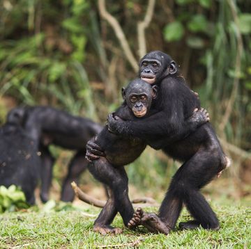 bonobos omhelzen elkaar