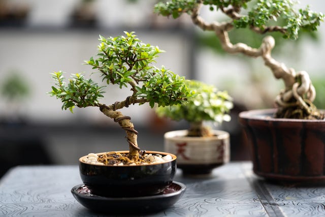 Bonsai Tree