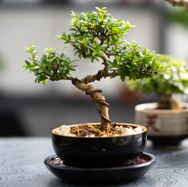 Bonsai Tree (Každá bonsaj, bonsaj vhodné, druhy patří, Ilustrační obrázek) Bonsai Tree
