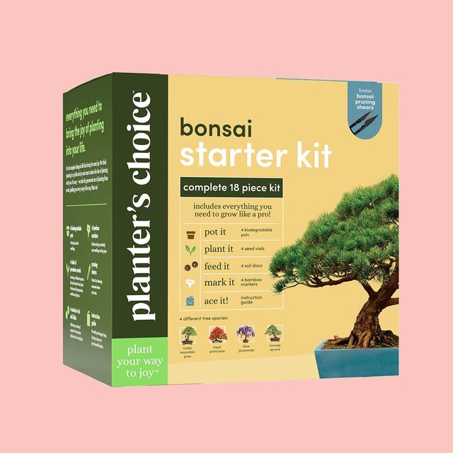bonsai starter kit with pink background