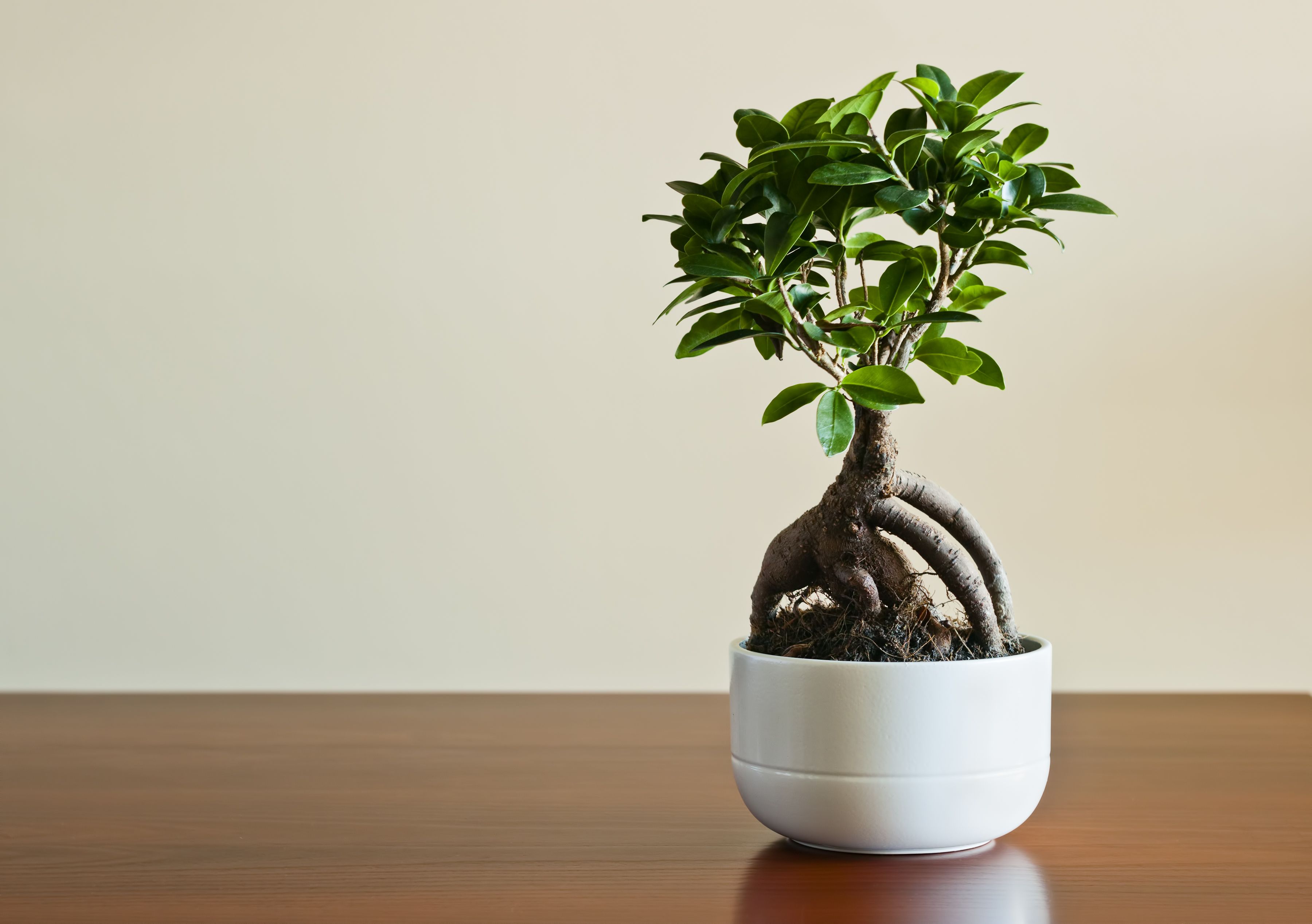 Ficus - Ginseng Houseplant in a Ceramic Pot