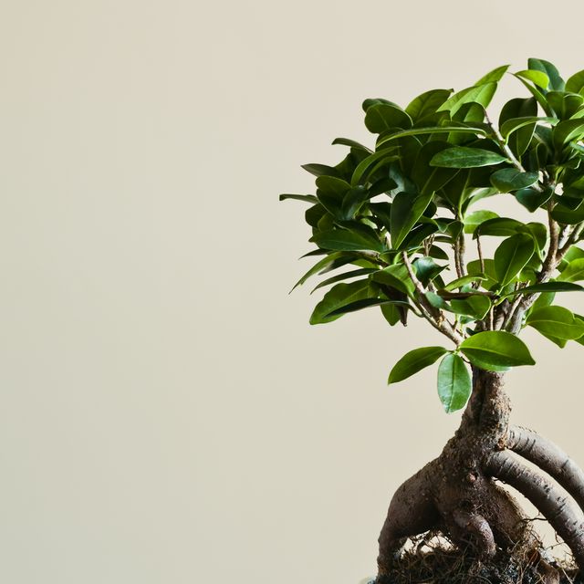 Ginseng Grafted Ficus (Microcarpa) Indoor Bonsai 6-8 - Brussel's