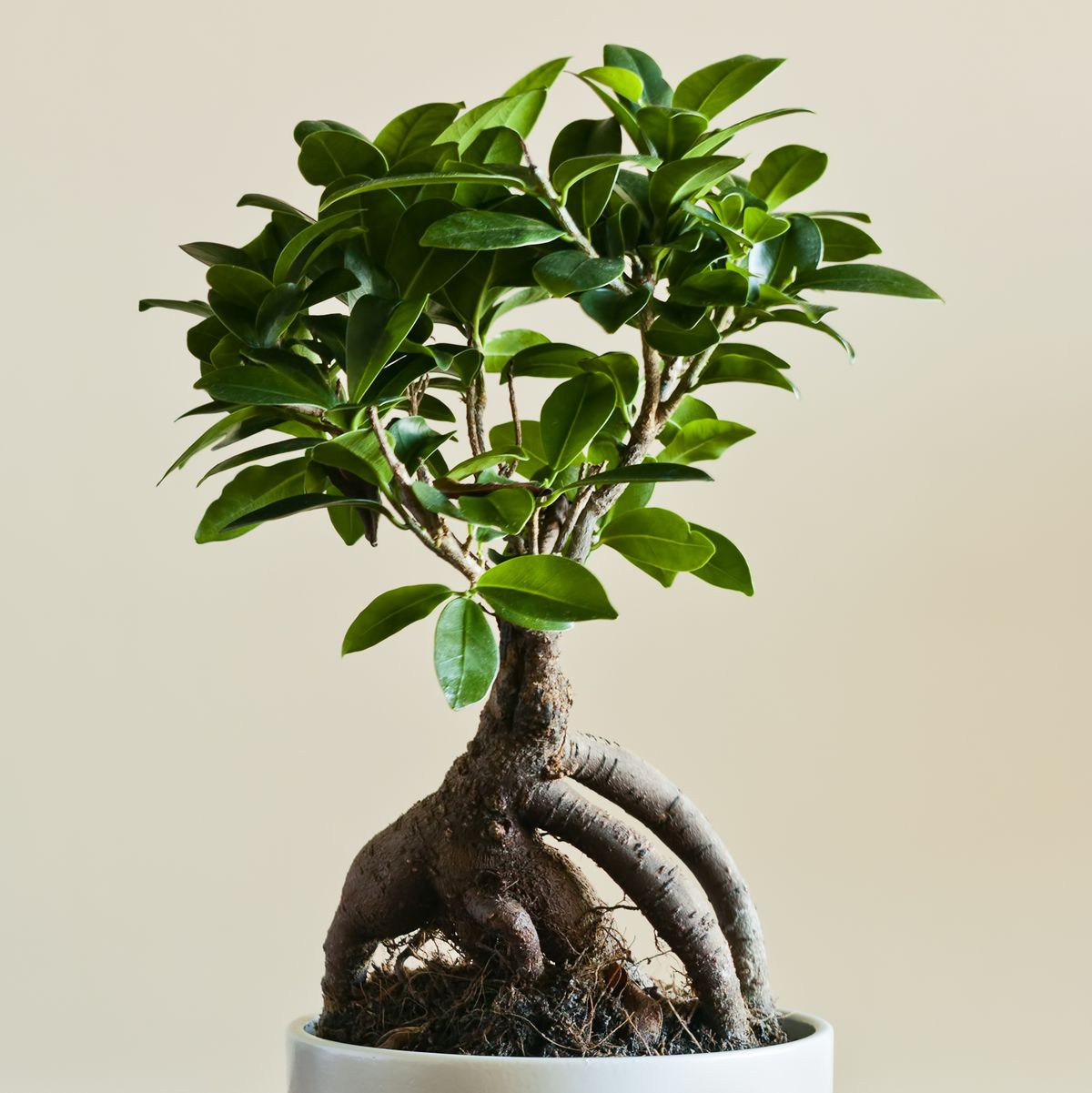 An Easy Guide To Ficus Ginseng, Aka The Bonsai Tree