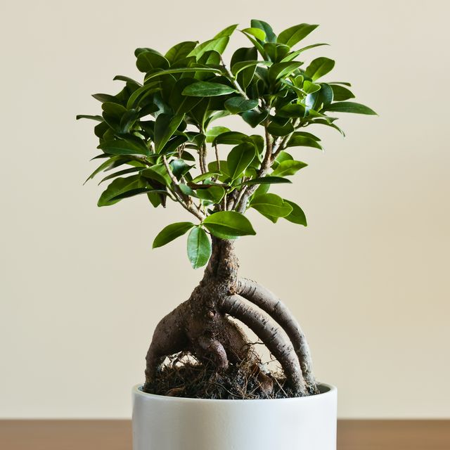 an easy guide to ficus ginseng, aka the bonsai tree