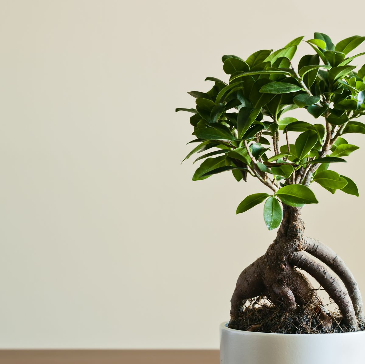 How to grow and care for an indoor bonsai tree