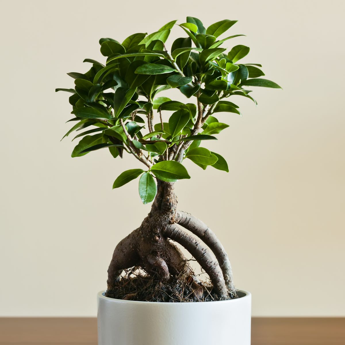 An Easy Guide To Ficus Ginseng Aka The