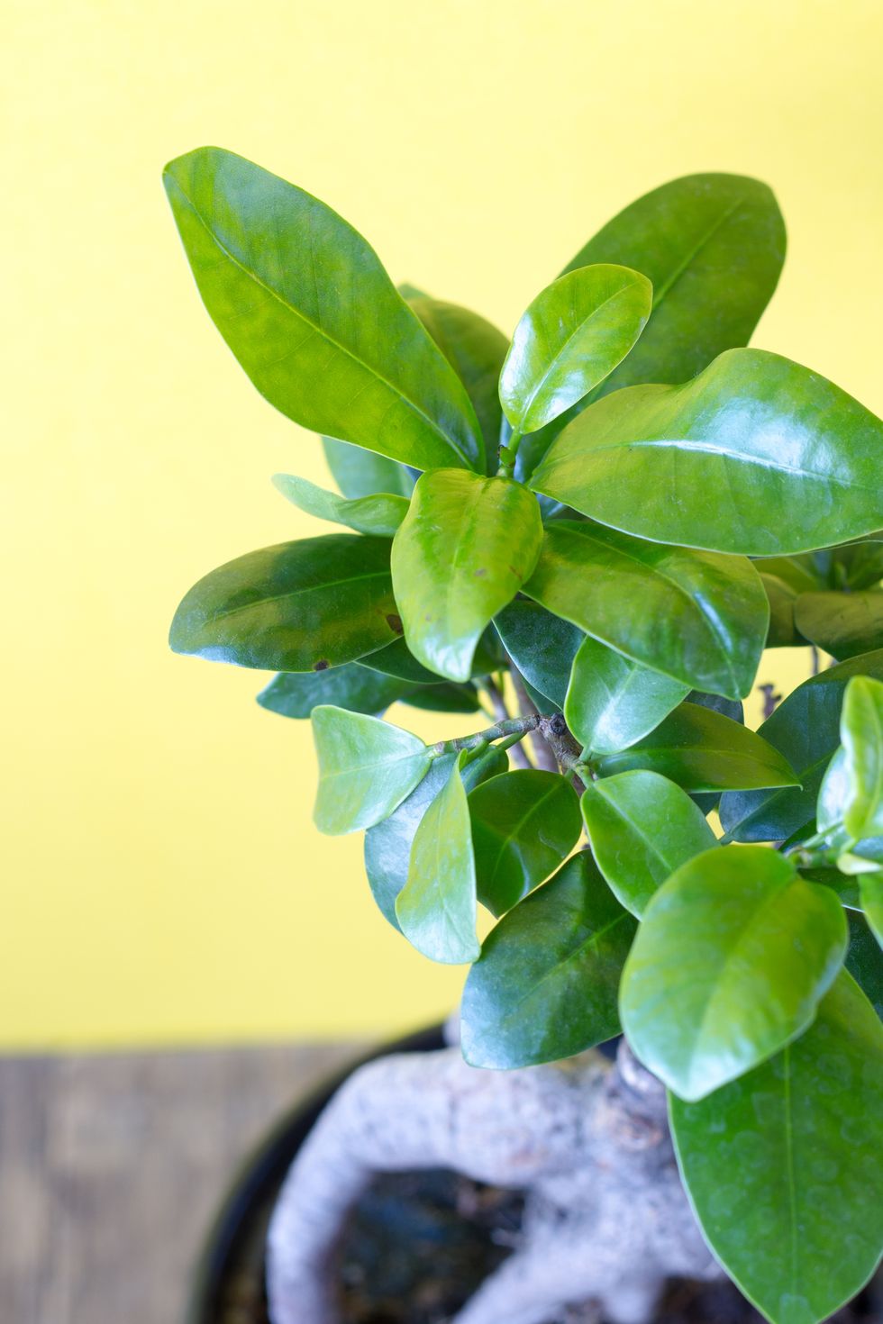 ficus ginseng in a pot on a yellow background