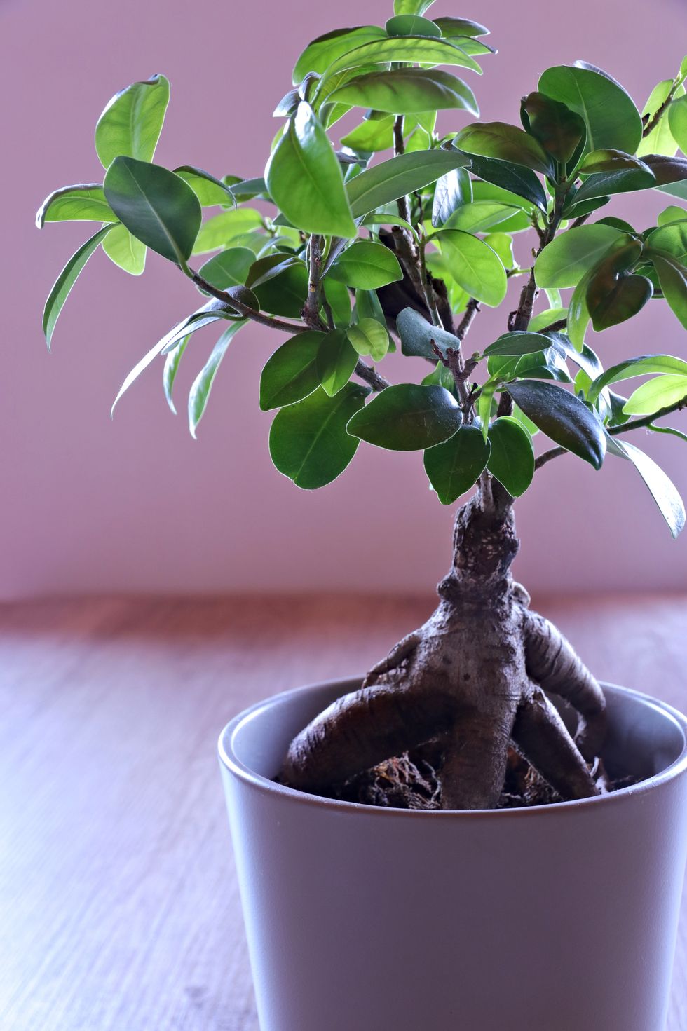ficus ginseng, bonsai tree