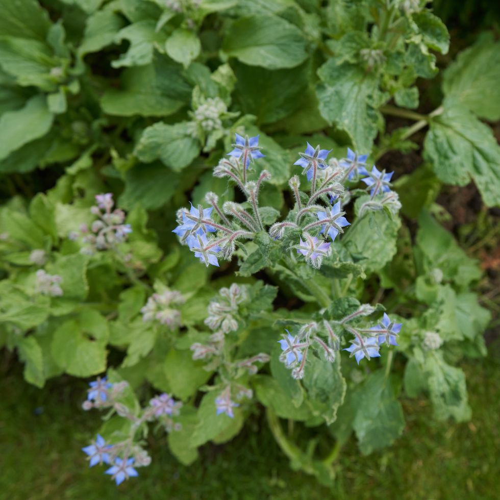 borage