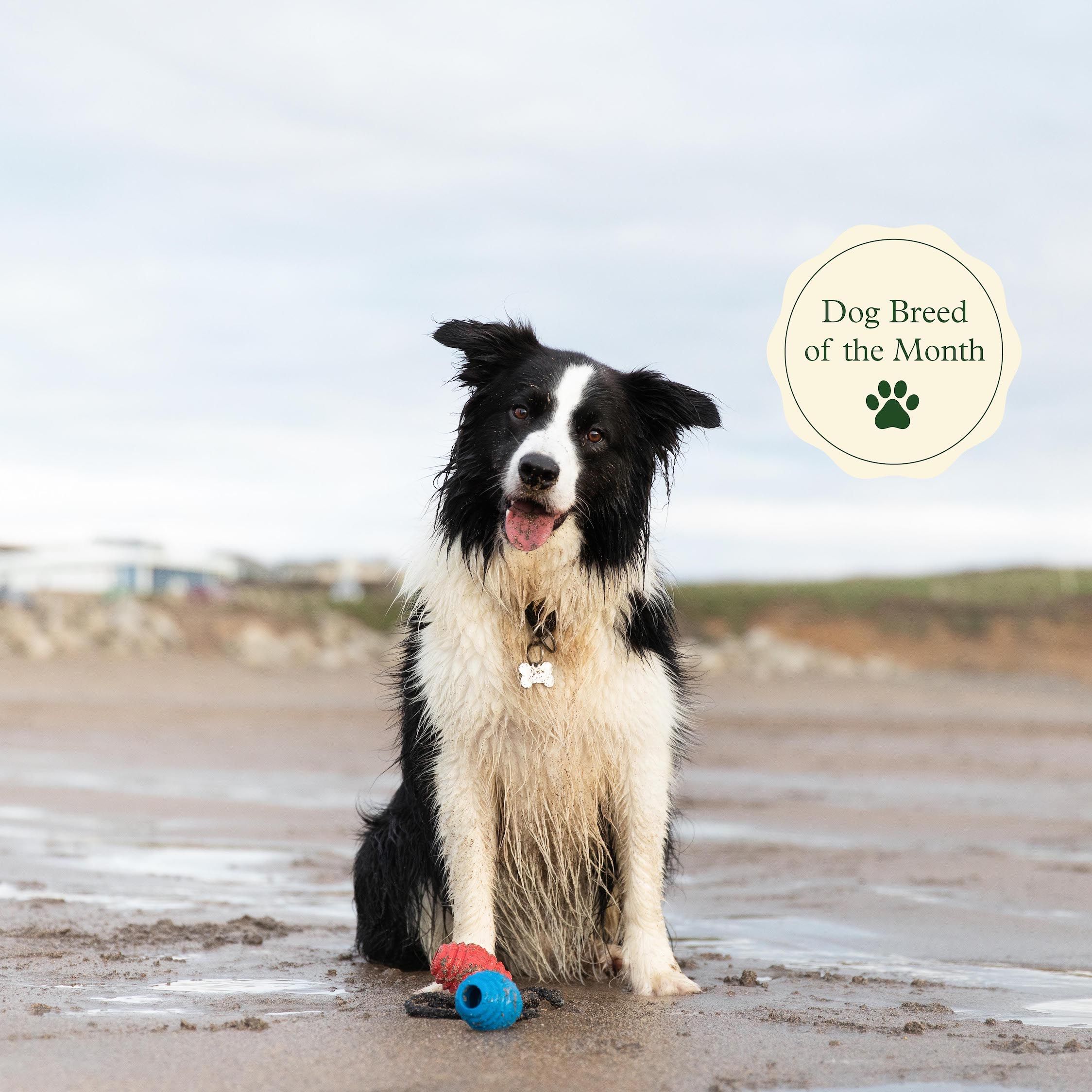 Border Collie  E-S Farm Toys