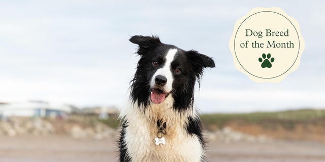 Border Collie Club of Great Britain