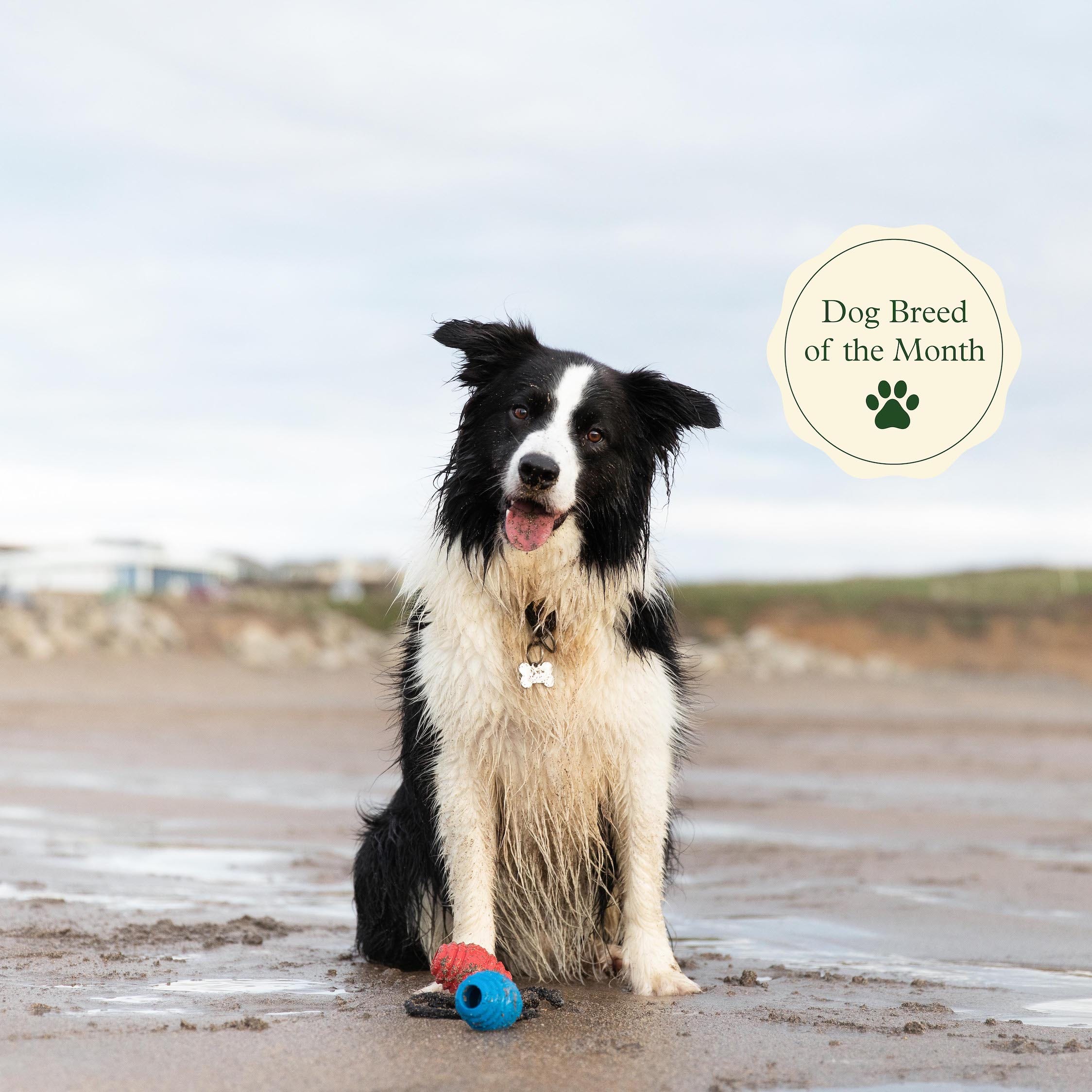 are border collies dog friendly