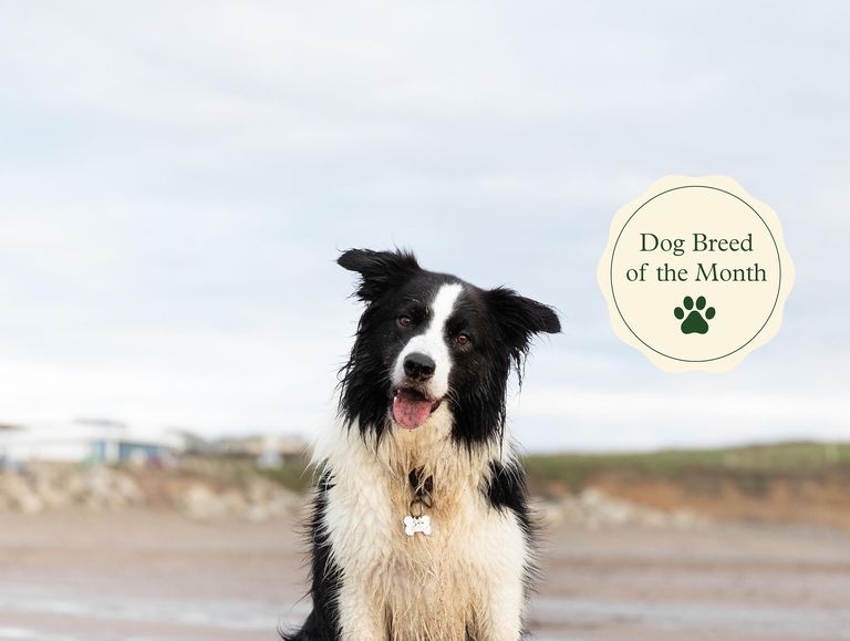 What's the Price of a Border Collie in 2023?