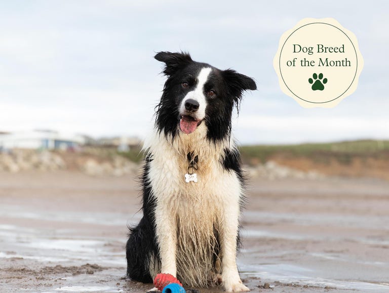 border collies facts, temperament, characteristics, life span