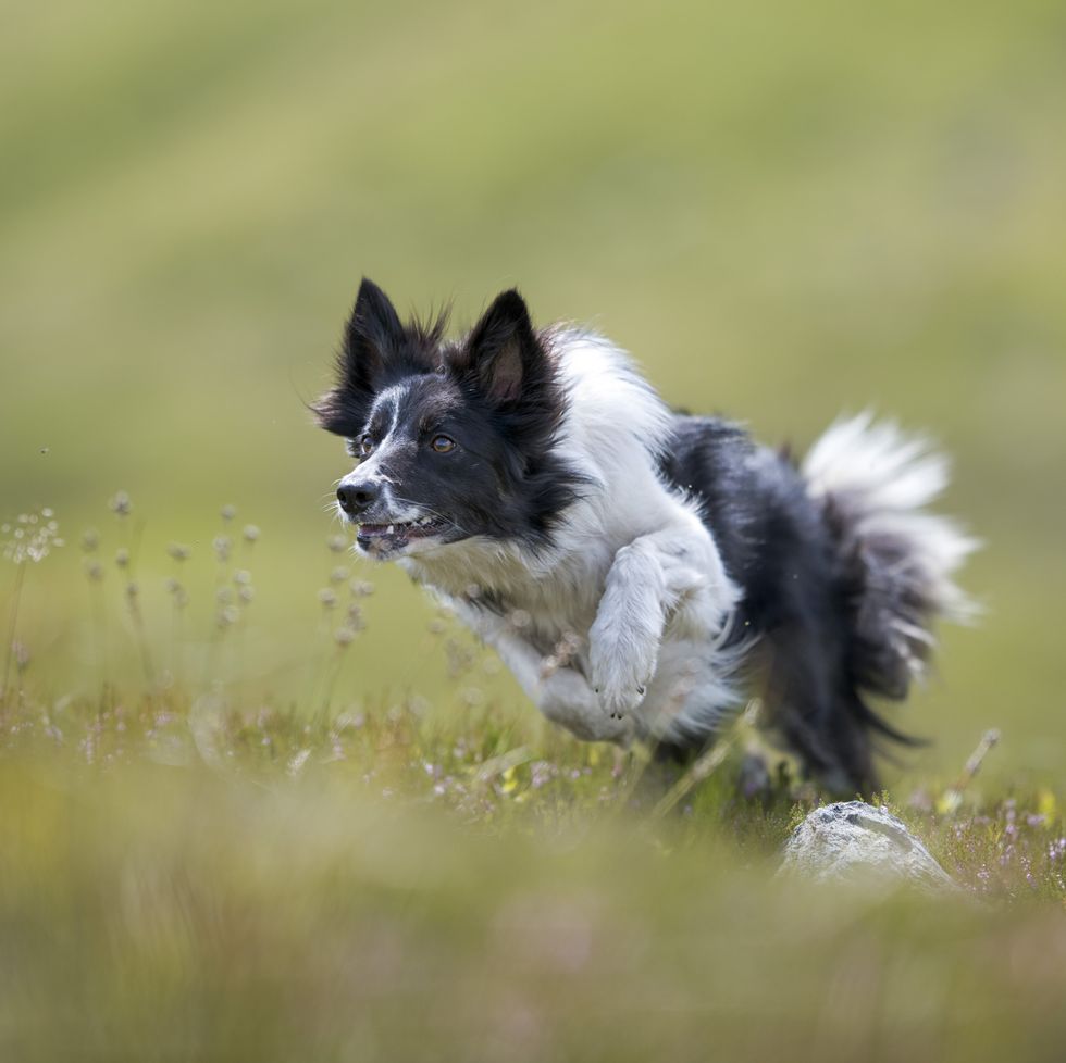 a dog running through a field