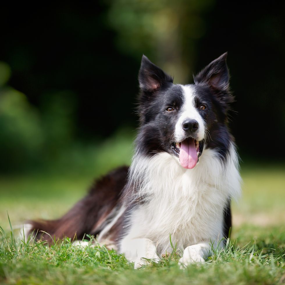 purebred border collie outdoors on a summer day