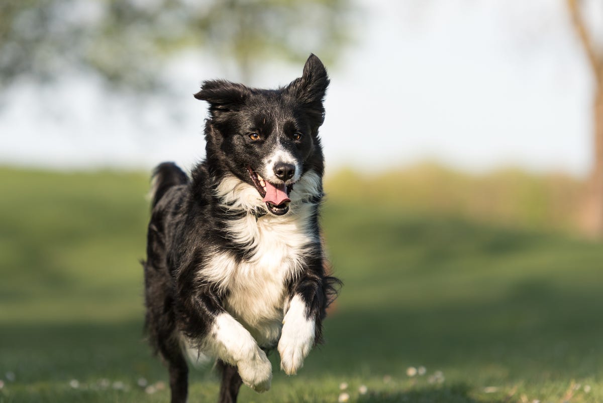 6 Hardiest and Healthiest Dog Breeds