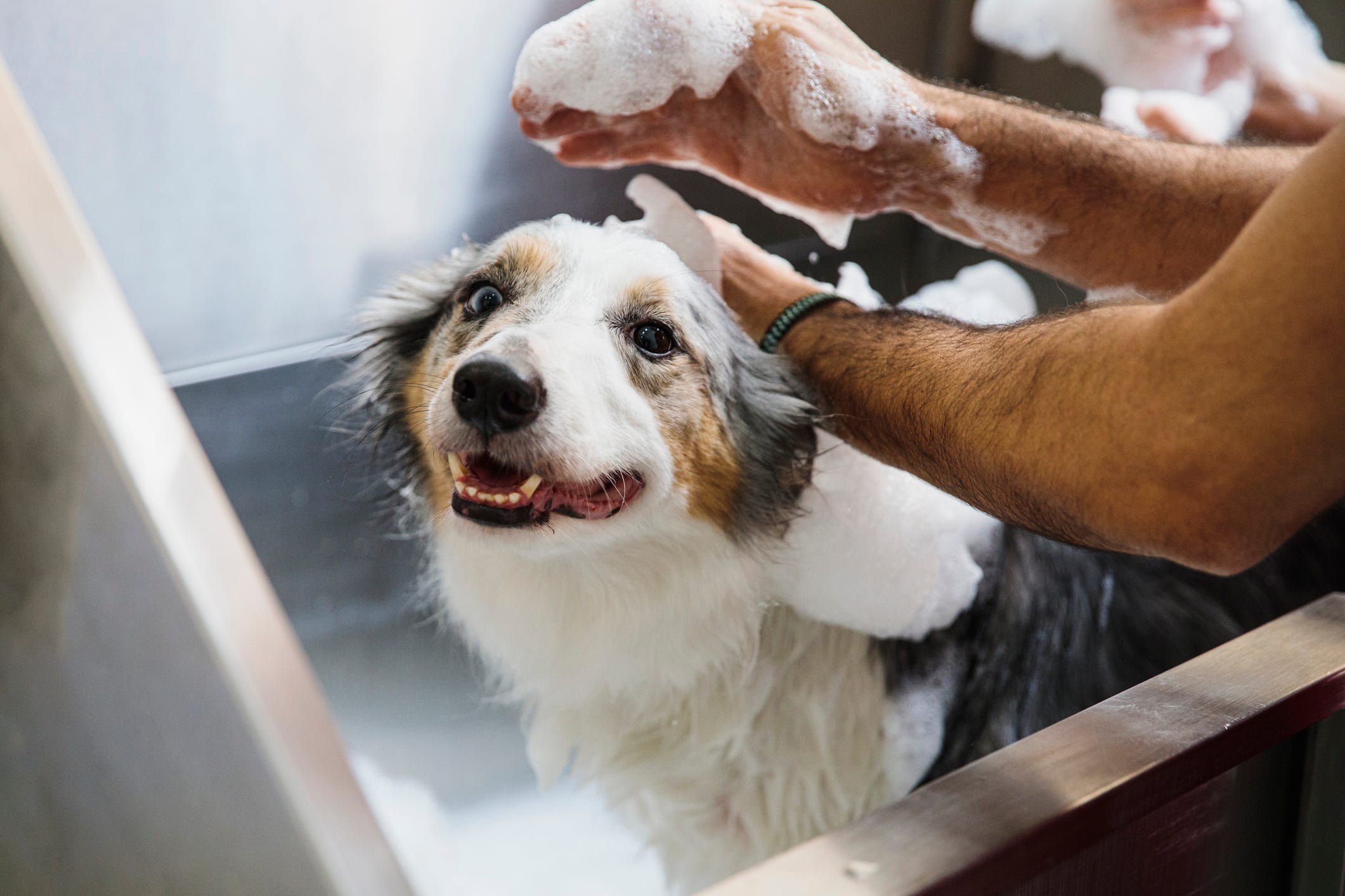 how soon can you give a puppy a bath