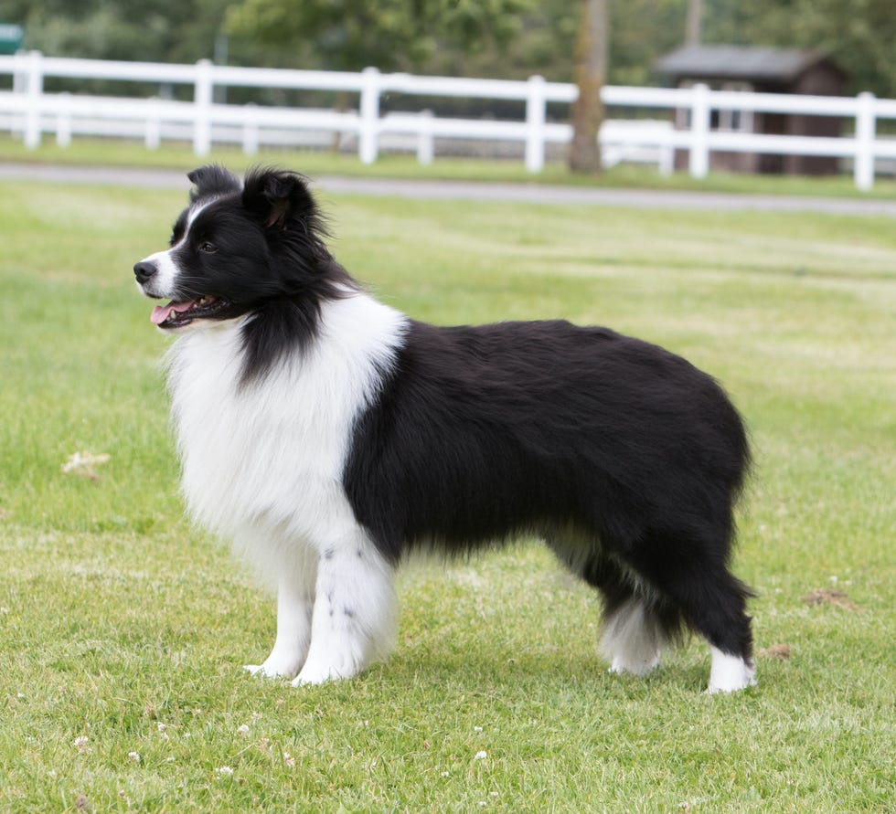 border collie