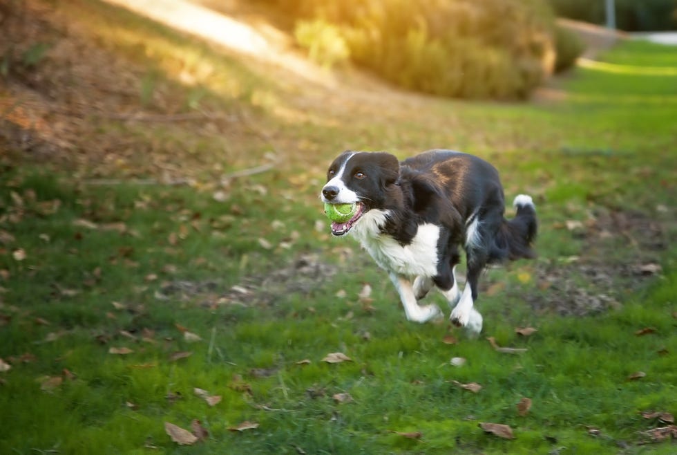 border collie dog running with a ball in her mouth