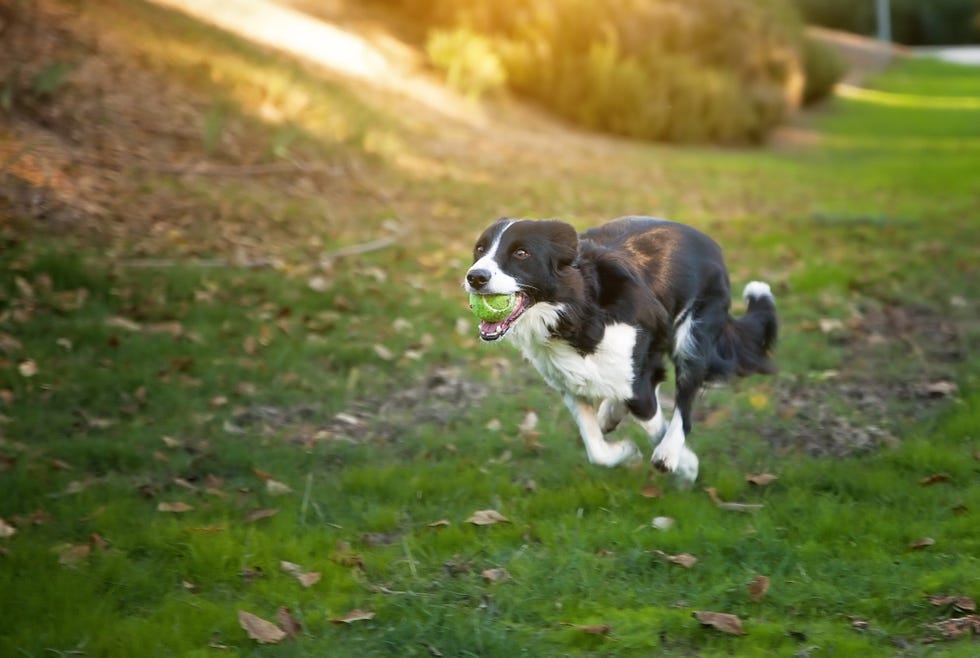 Qué usar para defendernos de animales? – Trail Running España