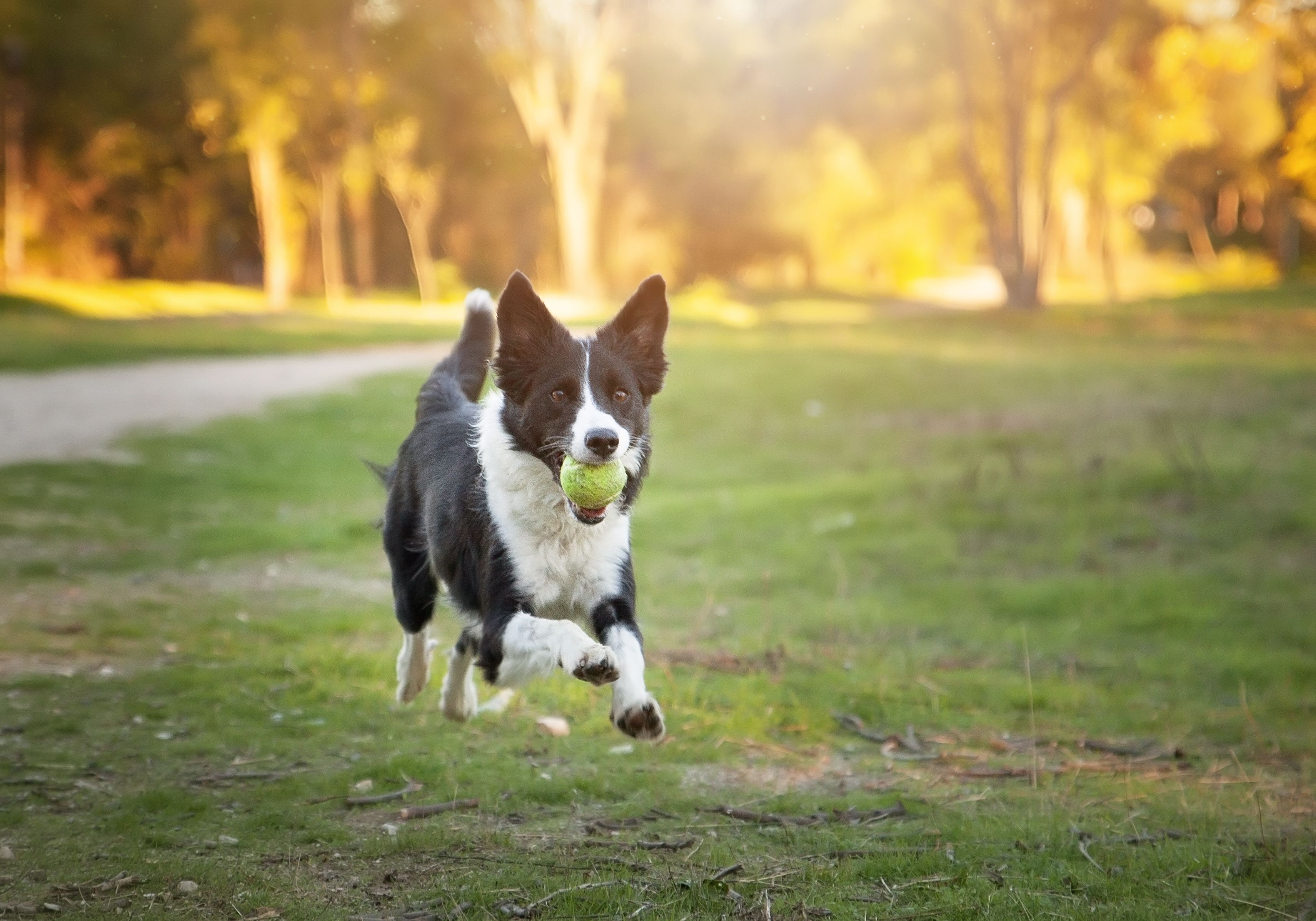 Fastest store border collie