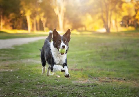 border collie fastest dogs