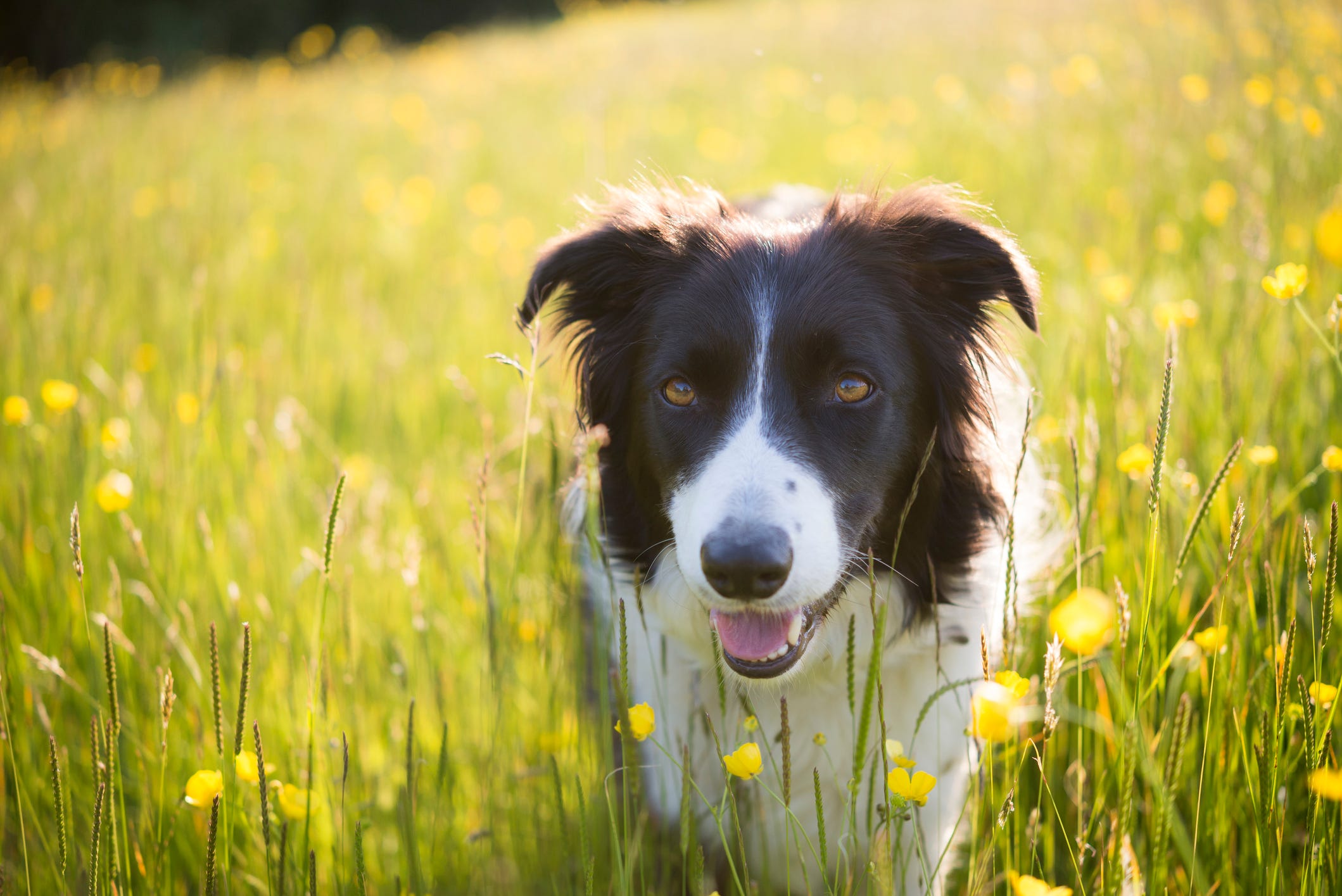 do sandflies bite dogs