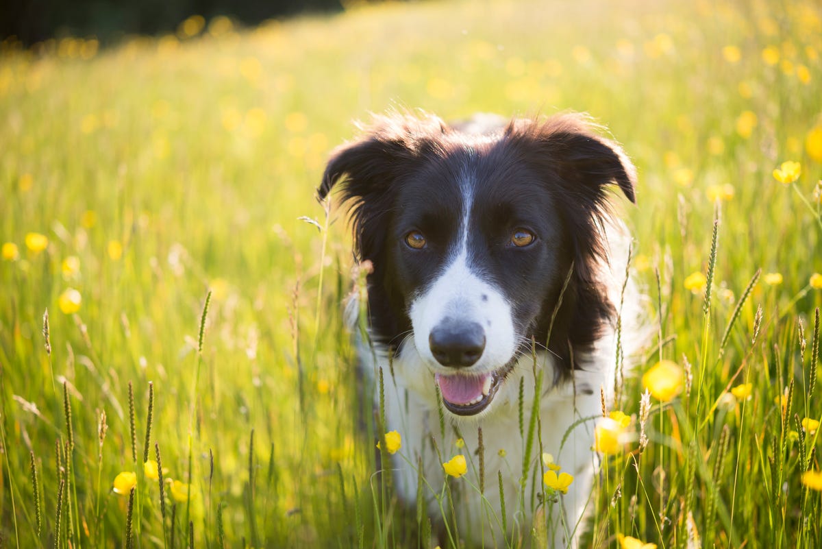 Vet Issues Warning About Fly Bites On Dogs