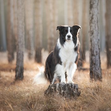 a dog standing on a stump in a forest