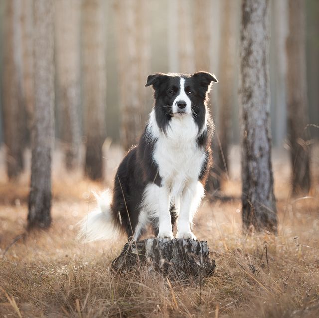 a dog standing on a stump in a forest