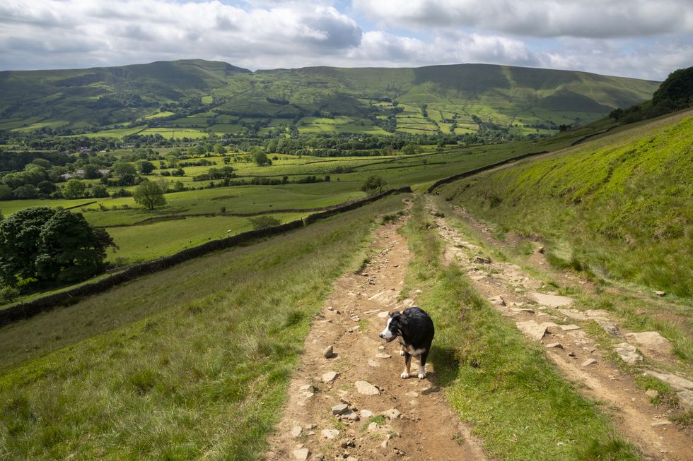 border collie in the hills of the peak district, derbyshire, england.