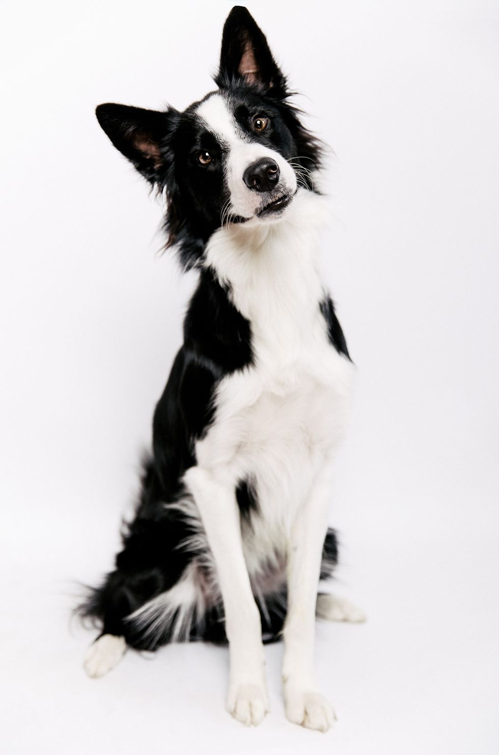 black and white border collie with tilted head in the studio