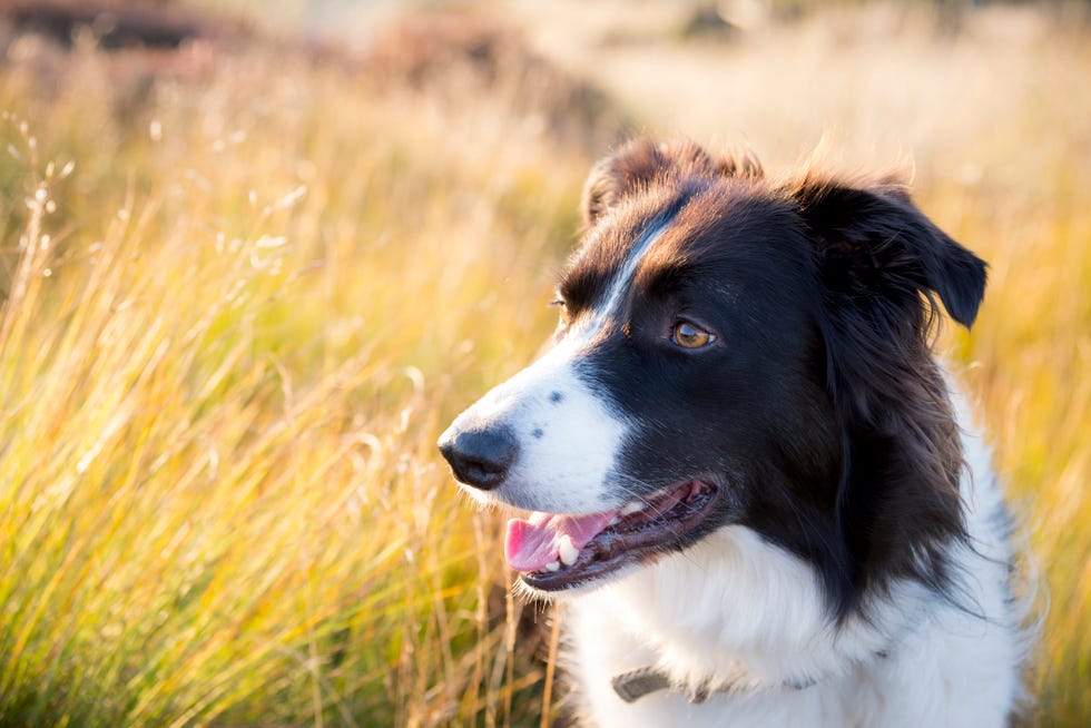 how many hours dog need of sunlight