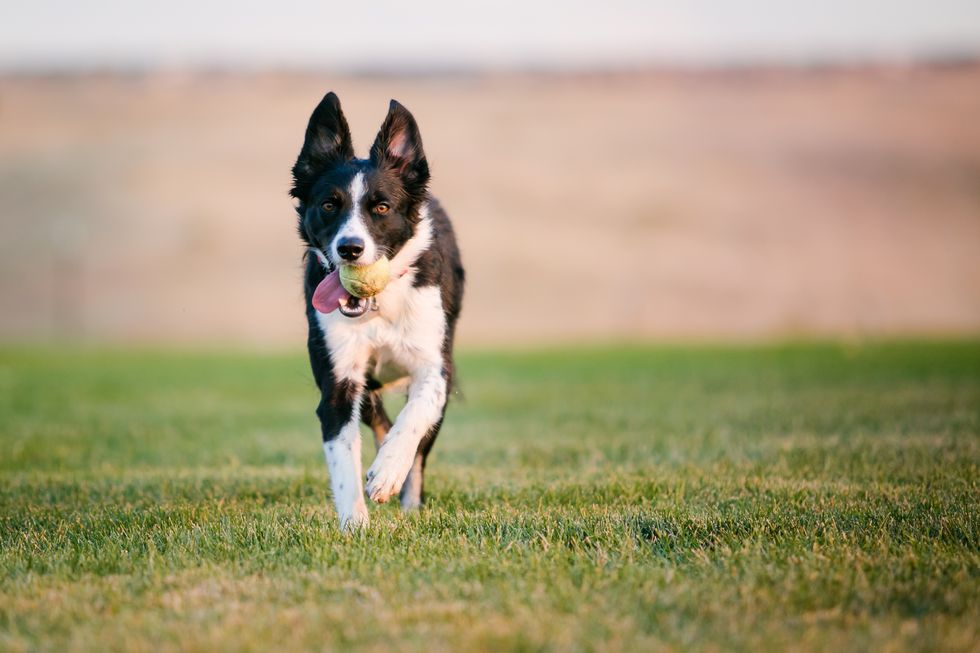 border collie puppy running towards camera with tennis ball